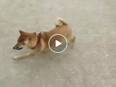 -波姐宠物家庭寄养