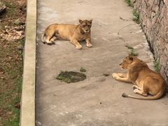 -西霞口神雕山野生动物世界