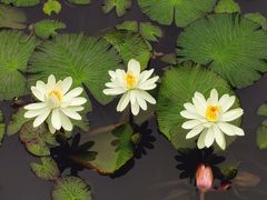 -五缘湾湿地公园