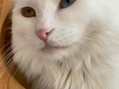 -Catmate·猫肥家润(金润铂宫店)