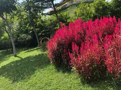 -亚龙湾国际玫瑰谷