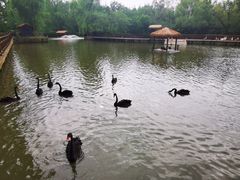 -溱湖国家湿地公园