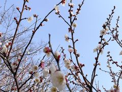 -香雪海