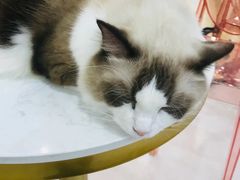 -糯米喵星人·撸猫猫舍咖啡馆(西市场嘉华店)