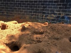 -贵州森林野生动物园