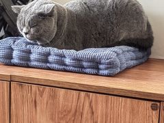 -有猫主题·治愈系猫咖(曾厝垵店)