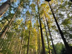 -黄海国家森林公园