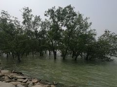 -宝安西湾红树林湿地公园