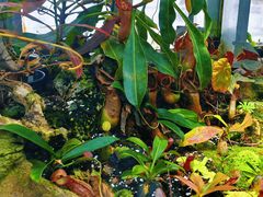 -国家植物园南园