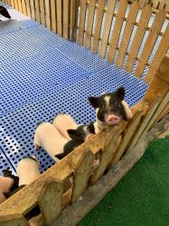 -萌宠亲子动物乐园(槐房万达店)