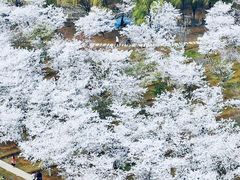 -天王浮山樱花园