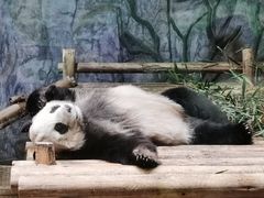 -深圳野生动物园