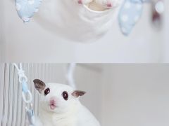 -博特宠物医院24h犬猫全科.骨科·异宠