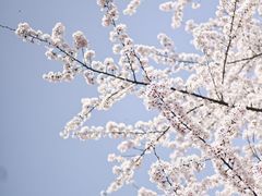 -樱苑(四川北路店)