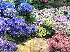 -朝来春花卉市场