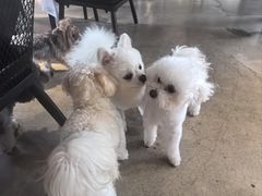 -百好乐宠物友好餐厅(朝外大街店)