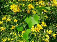 -鼓浪屿钢琴博物馆