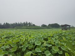 -苏州金鸡湖大酒店