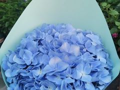 -曲阳花鸟市场(曲阳路店)