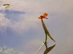 -漩门湾国家湿地公园