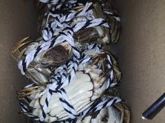 大闸蟹-蟹都汇(旗舰店)