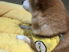 -逗柴咖啡屋·狗咖猫咖宠物桌游