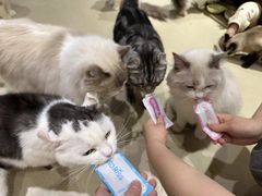 -藏猫猫咖啡主题馆(中央大道店)