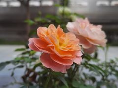 -西安大兴善寺