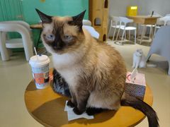 -藏猫猫咖啡主题馆(中央大道店)