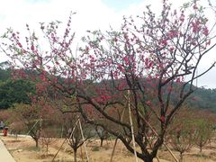 -南国桃园旅游度假区