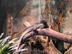 -正佳雨林生态植物园