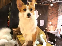 -more than meow吴止猫主题餐厅(承德 中船汇店)