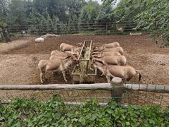 -青藏高原野生动物园