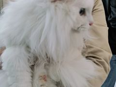 -纳吉亚猫专科动物医院博雅分院