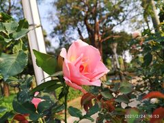 -文华公园(禅城区)