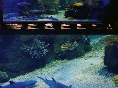 -江和美海洋公园