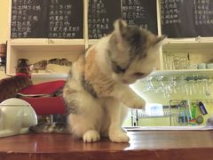 小花-猫色咖啡·猫咖