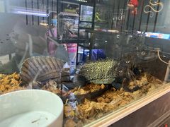 -中环花鸟鱼虫市场