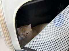 -北京观赏动物医院·24小时大型综合·猫专科·异宠专科