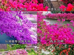 -莲花山公园