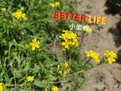 -云顶山风景区