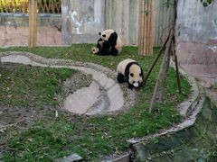 -成都大熊猫繁育研究基地