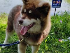 -贡湖湾湿地公园