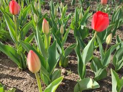 -长春公园(普阳街道)