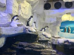 -华夏文旅海洋公园