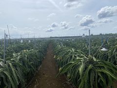 -硇洲岛旅游区
