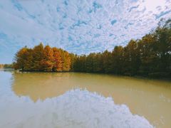 -上海海湾国家森林公园