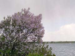 -丁香湖公园