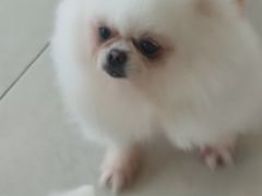 -怪兽屋·羊驼·猫咖·狗咖(俊华广场店)