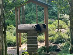 -中国大熊猫保护研究中心雅安碧峰峡基地